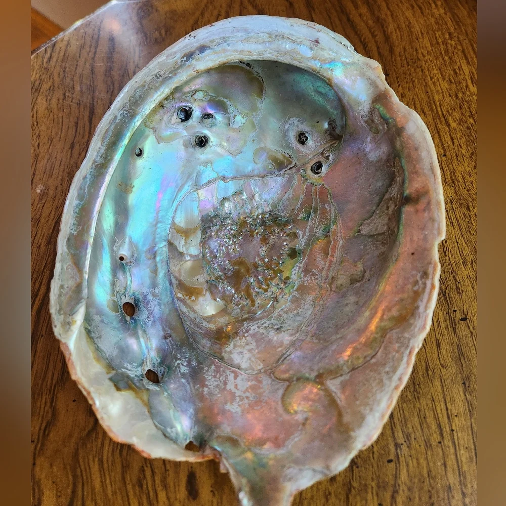Jumbo Ocean Seashell Abalone Bowl Shell Dish Gorgeous reflective colors